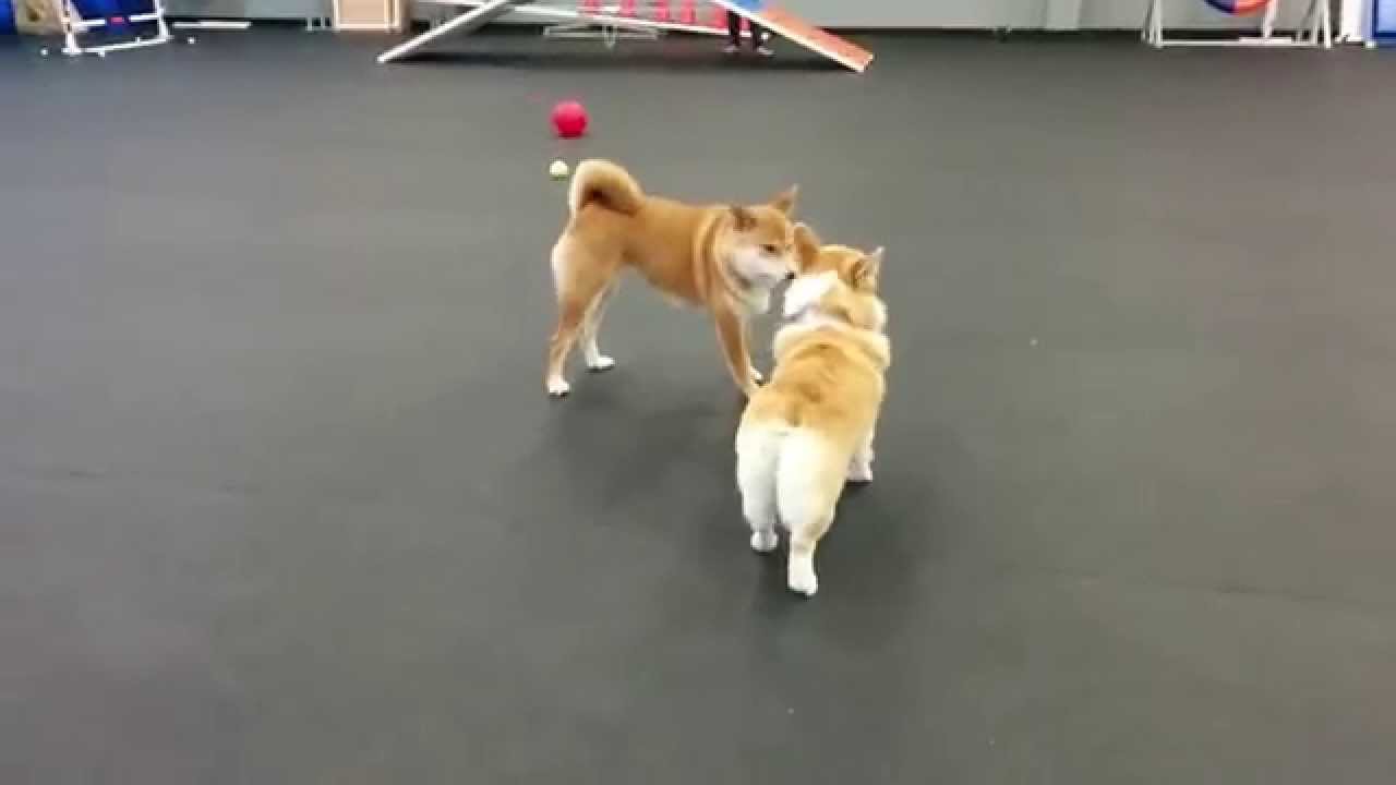 Corgi playing with Shiba Inu