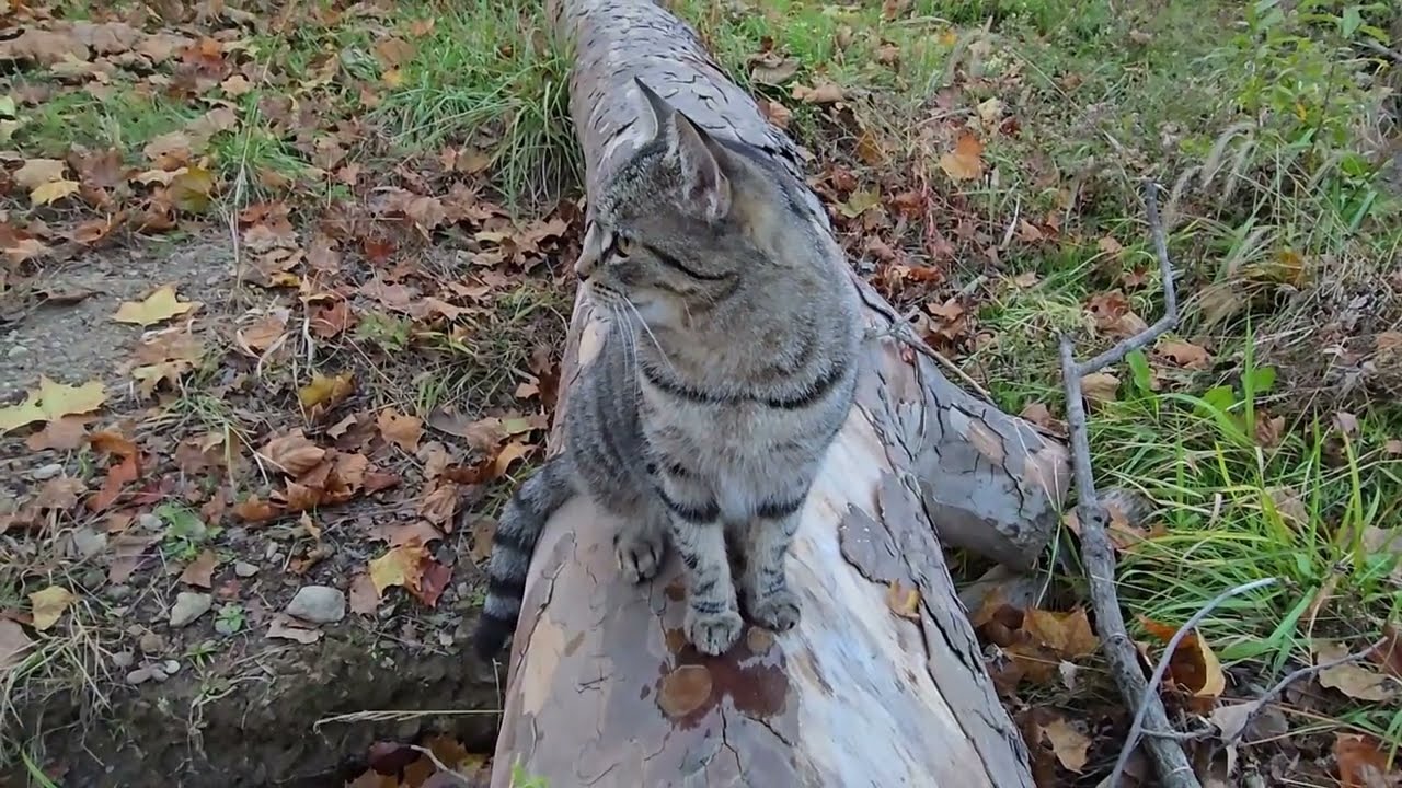 Cats in the Fall