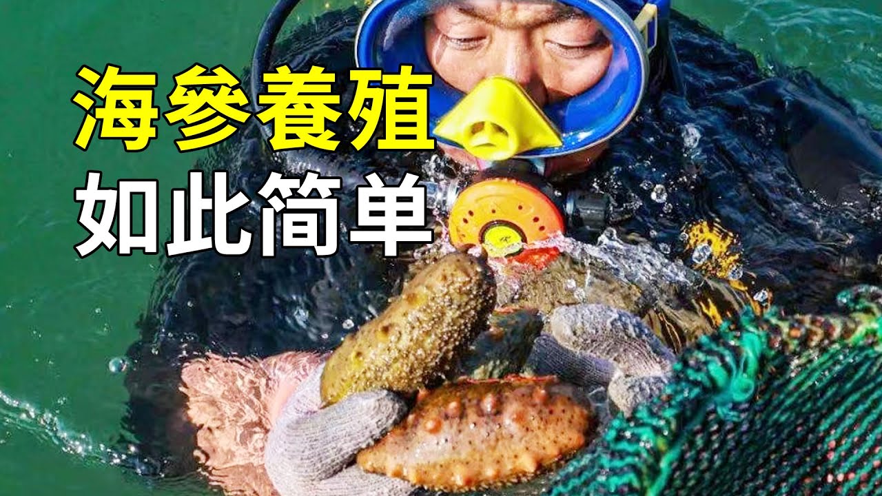 人人追捧的海參，到底有什麼秘密？