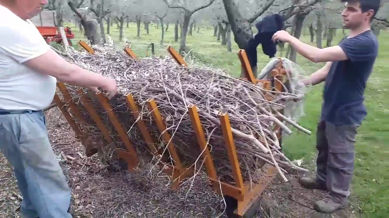 Come smaltire la potatura di ulivo