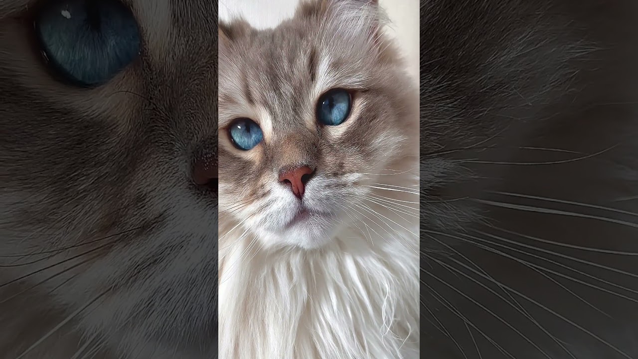 Adorable Siberian Cat with Mesmerizing Blue Eyes | Cute Cat Video