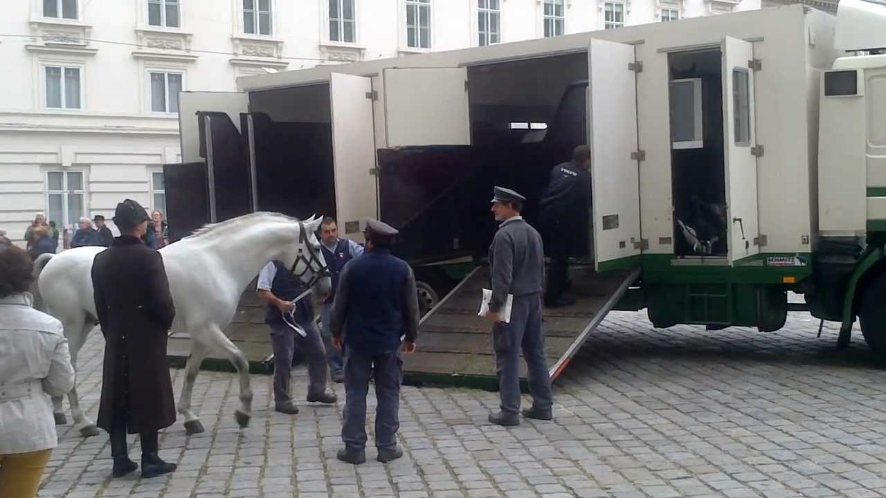 Loading horses into a truck. Josefsplatz, Vienna. Лошади в Вене. Pferde.