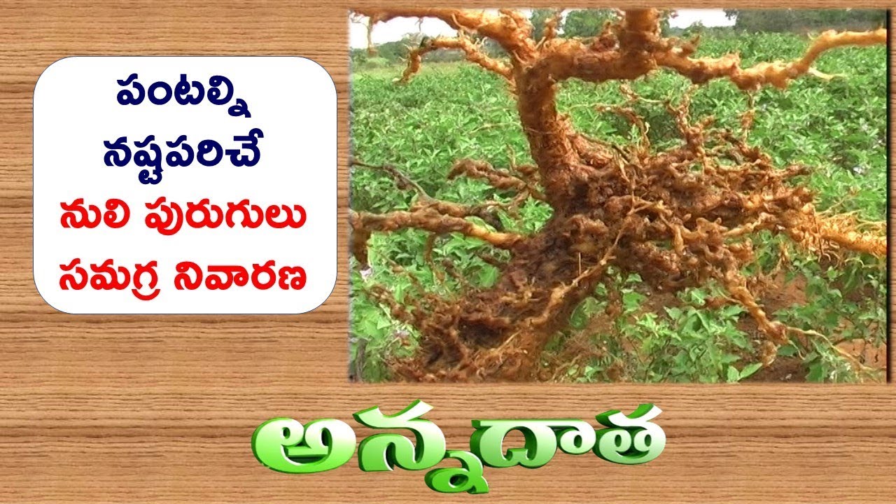 Nematode Damage to Crops || ETV Annadata