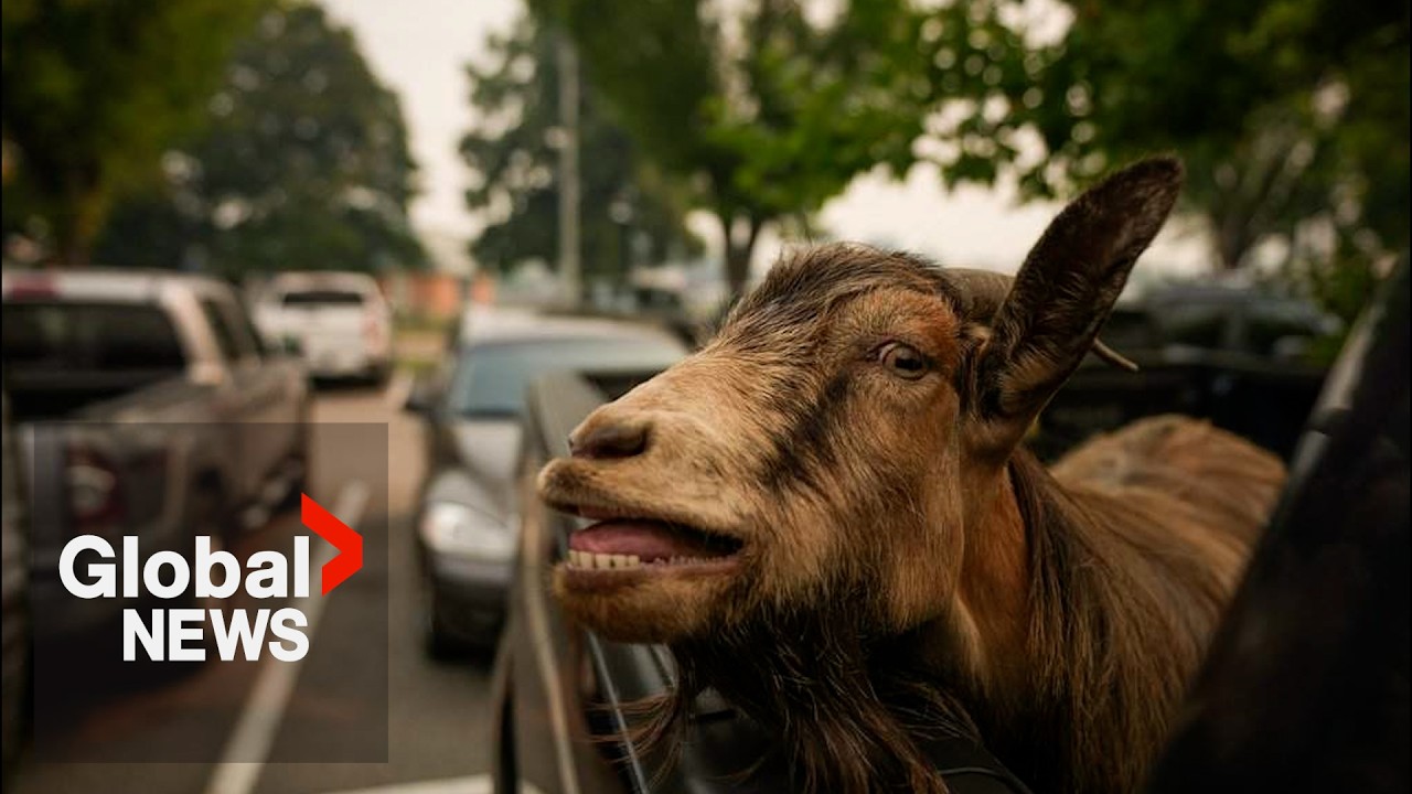 Herd of goats brings &ldquo;udder&rdquo; joy to BC wildfire evacuees