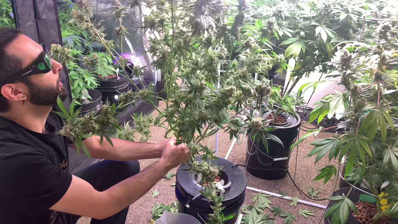 Harvesting Purple Punch Part 2