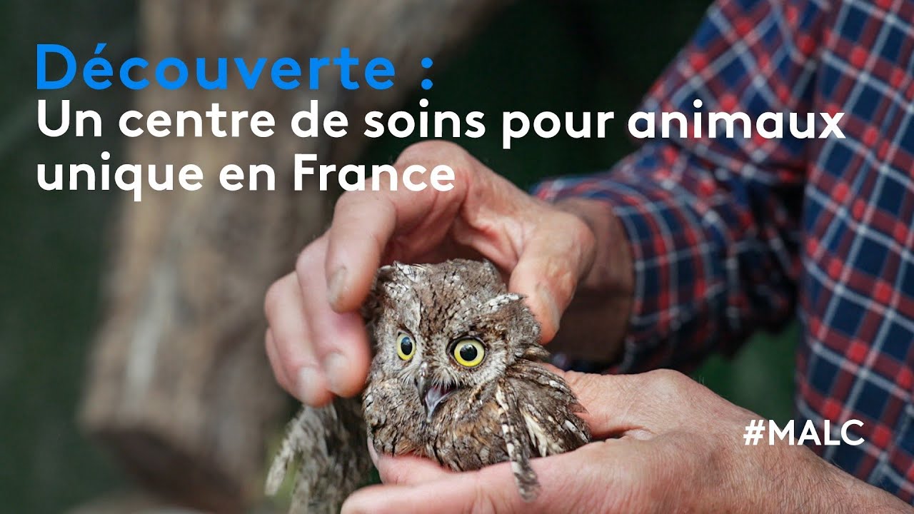 Découverte : un centre de soins pour animaux unique en France