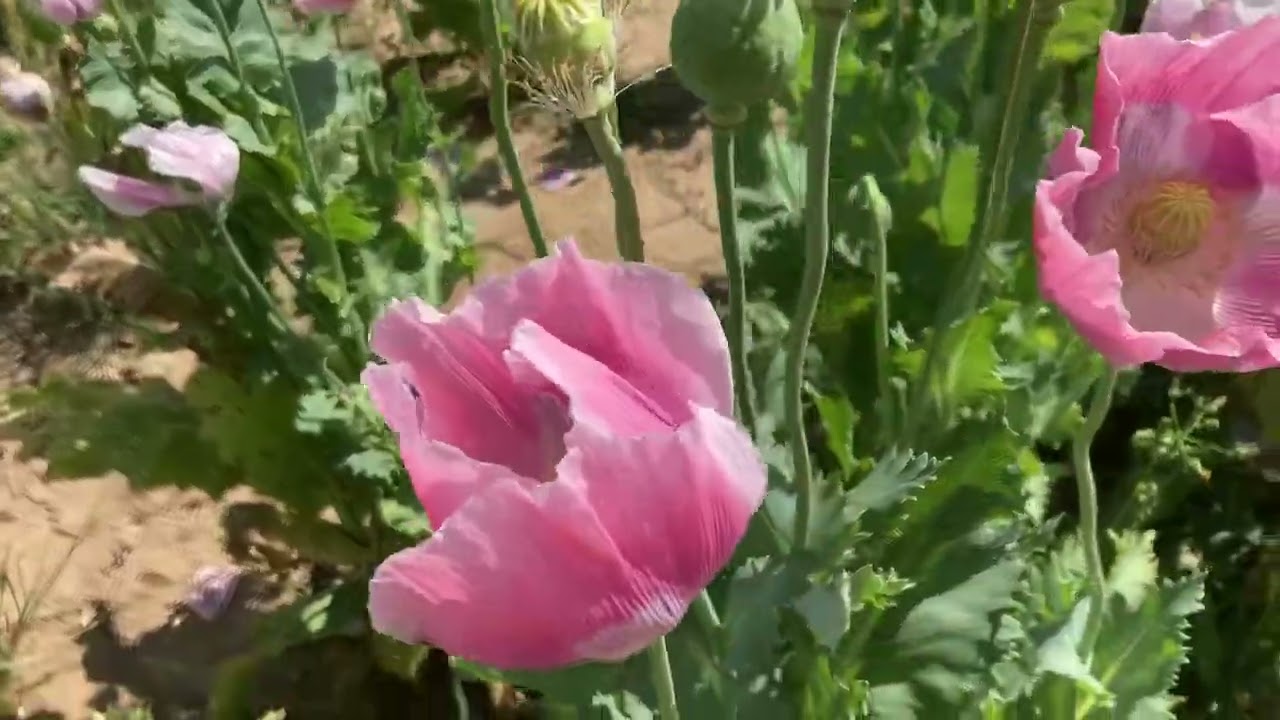 Mohnbl&uuml;te Grandenborn