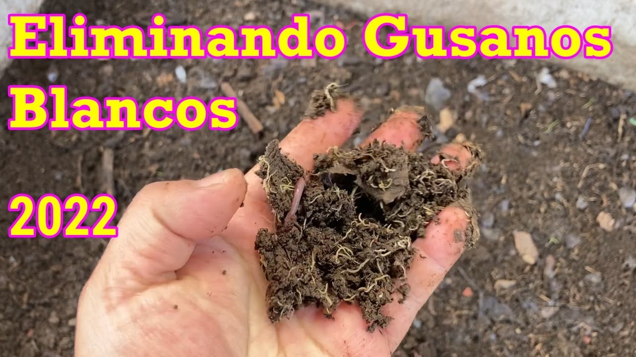 Como Eliminar Gusanos Blancos de la Lombricomposta (Pot Worms -   Enchytraeida) año 2020 (28)