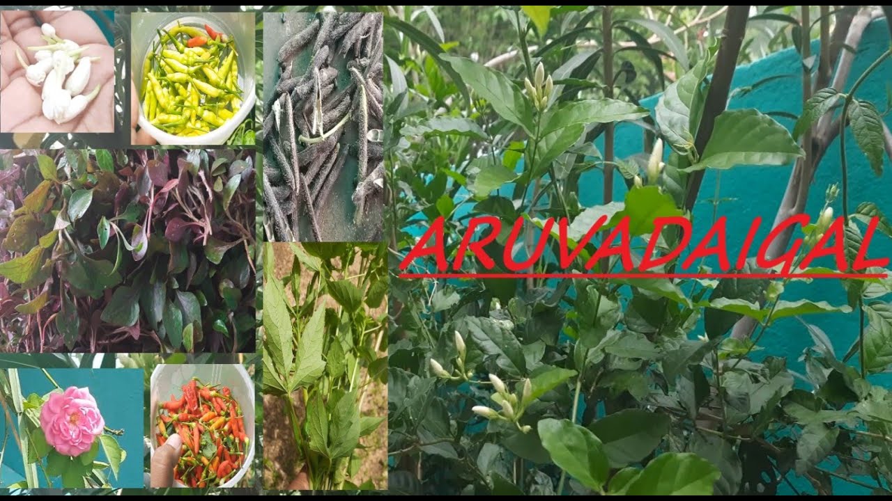 ARUVADAIGAL IN VILLAGE DURING VACATION | MULTI HARVEST