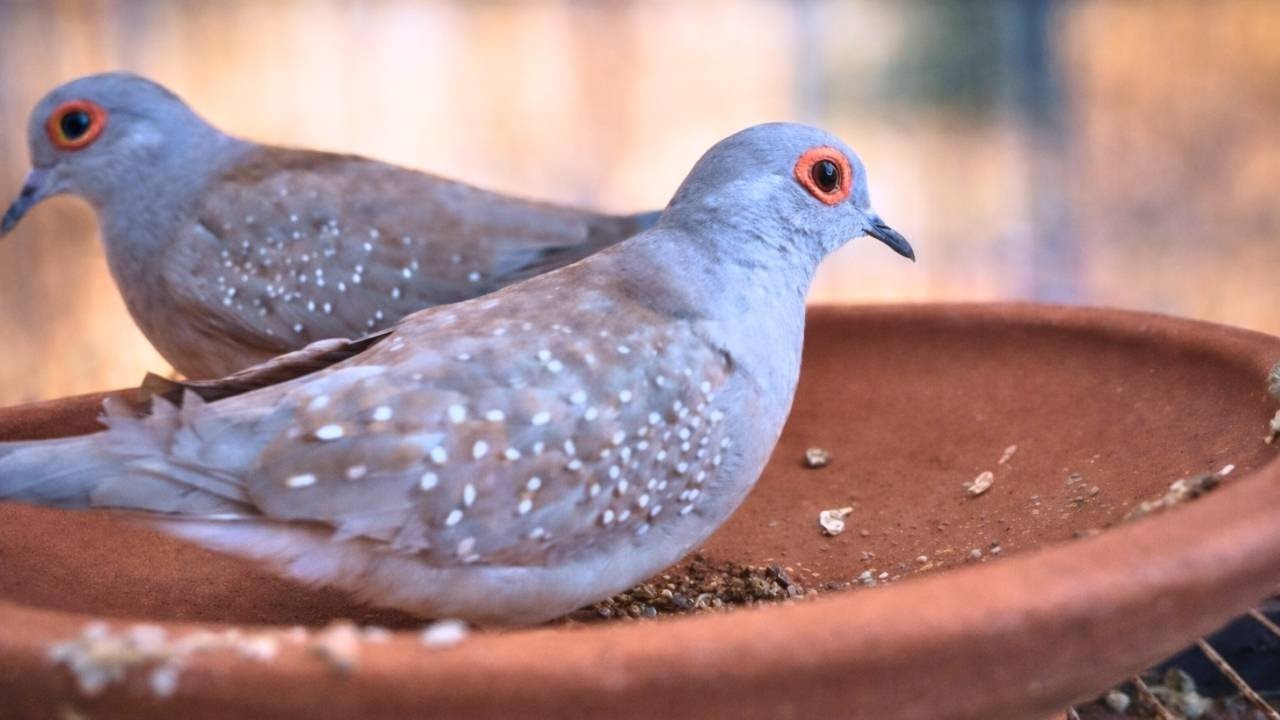 Diamond Dove unfertile egg solution  | Breeding tips