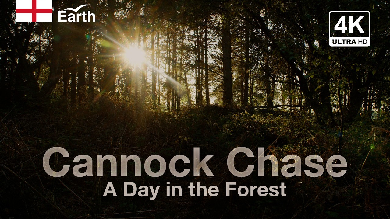 🏴󠁧󠁢󠁥󠁮󠁧󠁿 Cannock Chase Forest & Sunset | 1 Hour 4K Ambient Nature Wallpaper | Caeruleum Earth