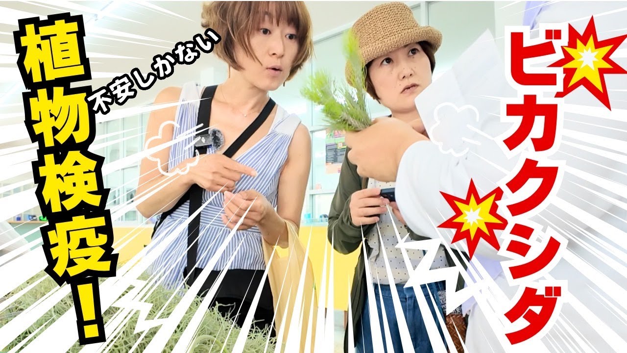 【ビカクシダ＆エアープランツ】タイから植物持ち帰り成功！✈️女2人が体感してきた検疫のリアル！！