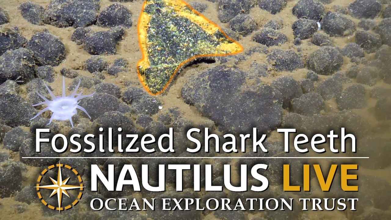 Deep Sea Fossilized Shark Teeth | Nautilus Live