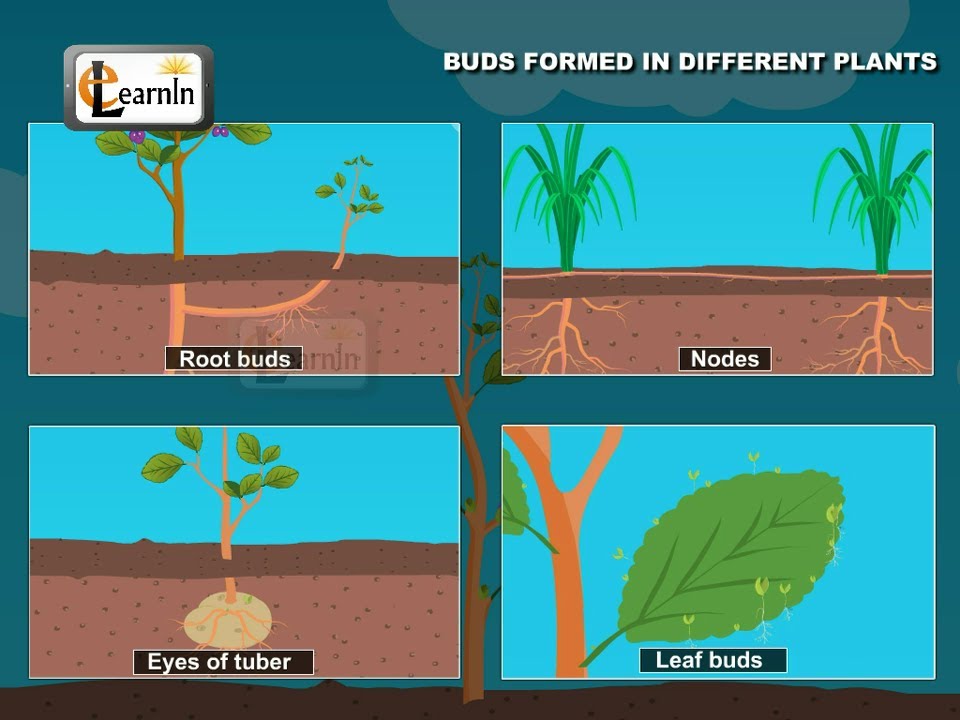 Buds formed in plants - Vegetative propagation - Biology