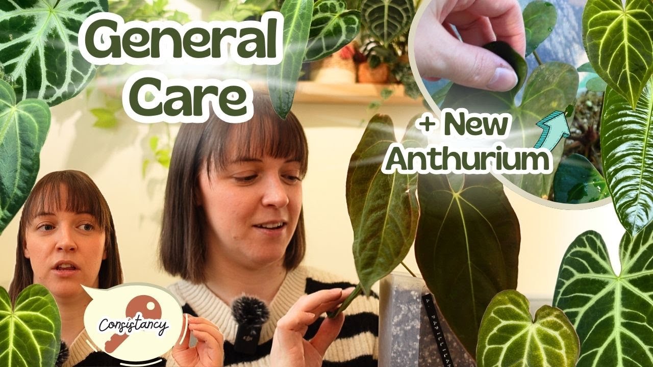 Anthurium Care 101 | Tips, Tricks + How To Keep Them Happy 😁