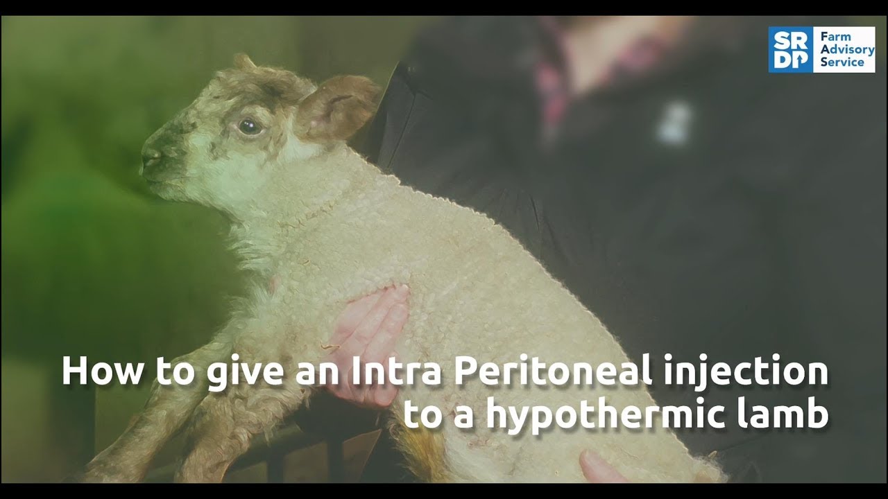 Lamb Hypothermia
