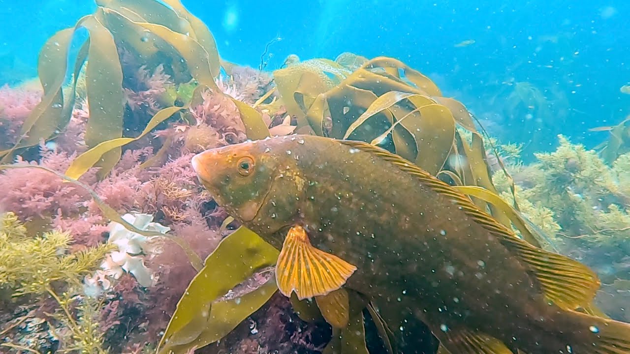 Amazing Underwater Foraging - Lobsters, Fish, Clams and Sea creatures | The Fish Locker