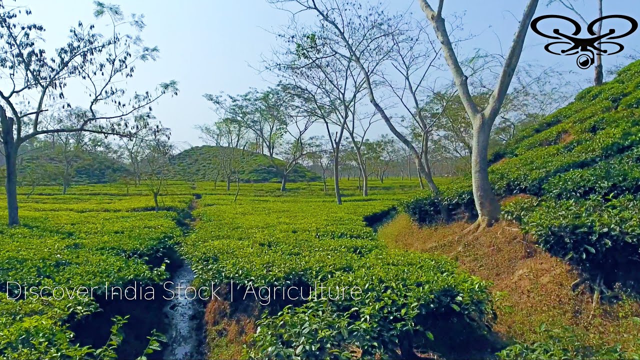 TEA PLANTATIONS OF ASSAM AERIAL VIEW | MODERN AGRICULTURE IN BARAK VALLEY | 4K UHD