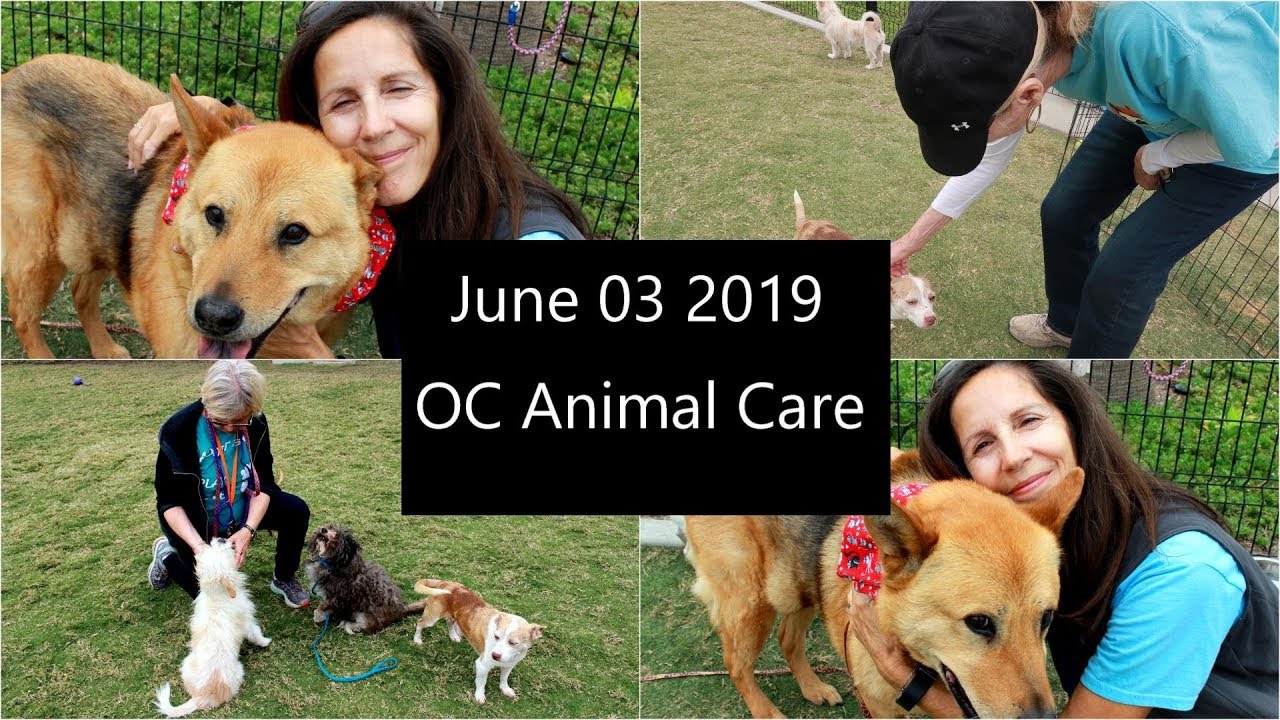 OC Animal Care - 06/03/2019