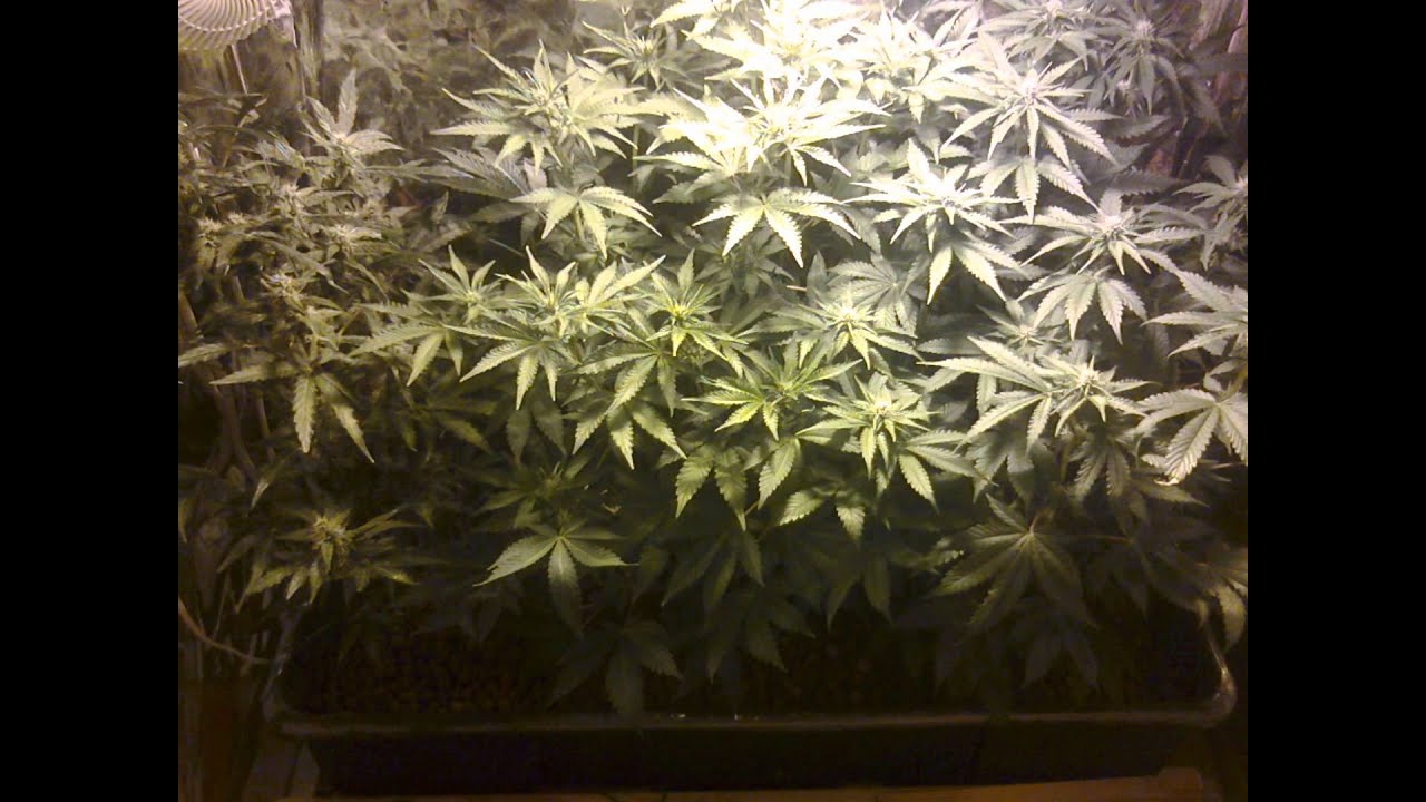 400HPS Moby Dick( Dinafem)& Super Critical Autoflovering Week 1-5 of flowering