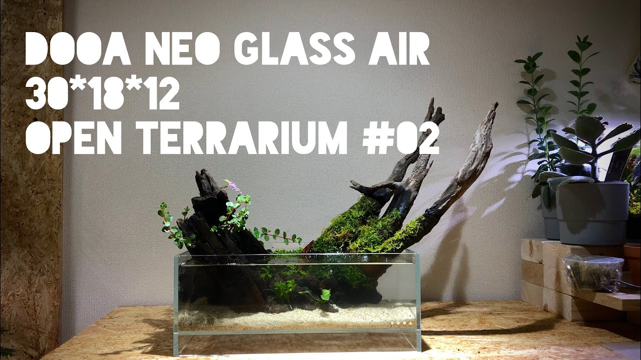 Open terrarium #02 - DOOA Neo Glass Air 30x18x12 ネオグラスエア テラリウム