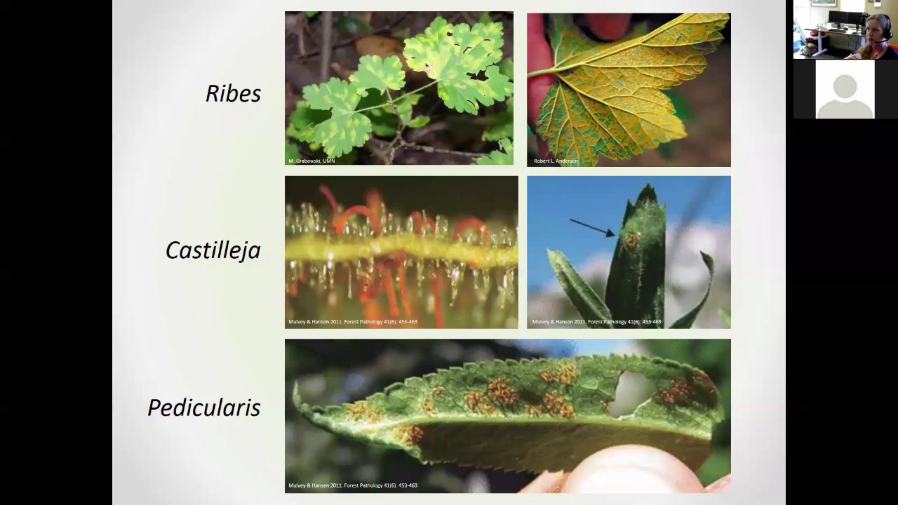 A History and Future of White Pine Blister Rust in North America