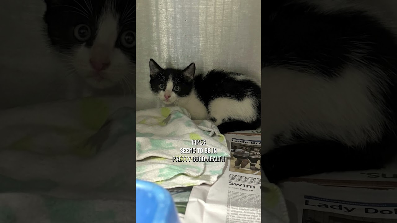 Kitten rescued from drainage pipe by Escambia County Animal Welfare