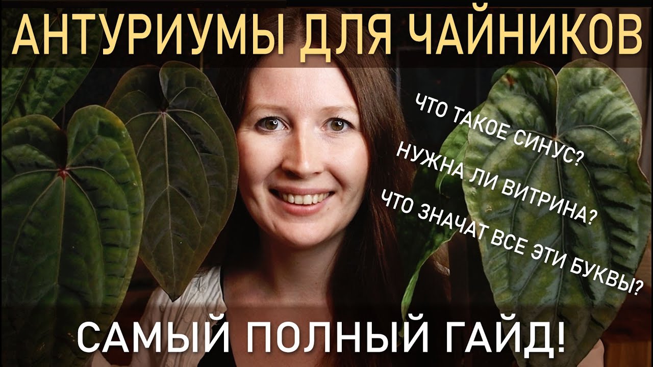 АНТУРИУМЫ для чайников. САМЫЙ ПОЛНЫЙ ГАЙД