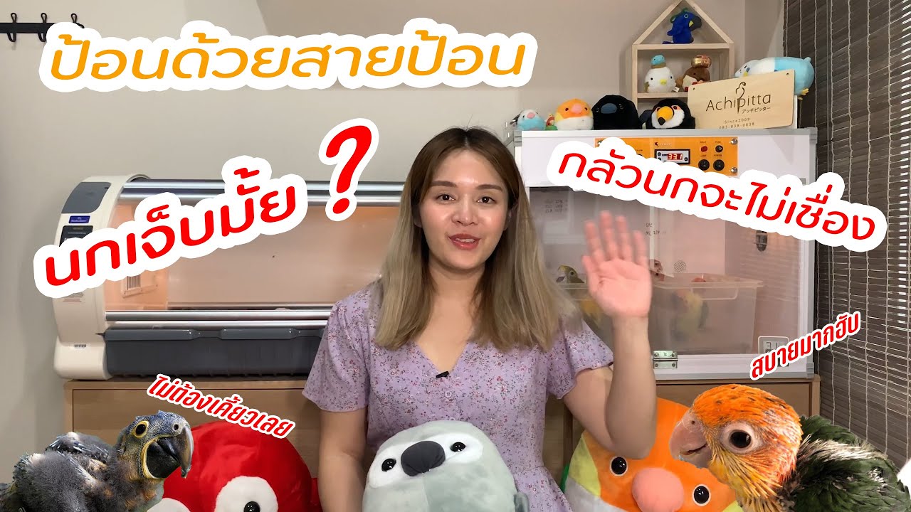Achipitta | ป้อนลูกนกด้วย “สายป้อน” ดีหรือไม่ดี มาฟังคำตอบเต็มๆในคลิปนี้เลย