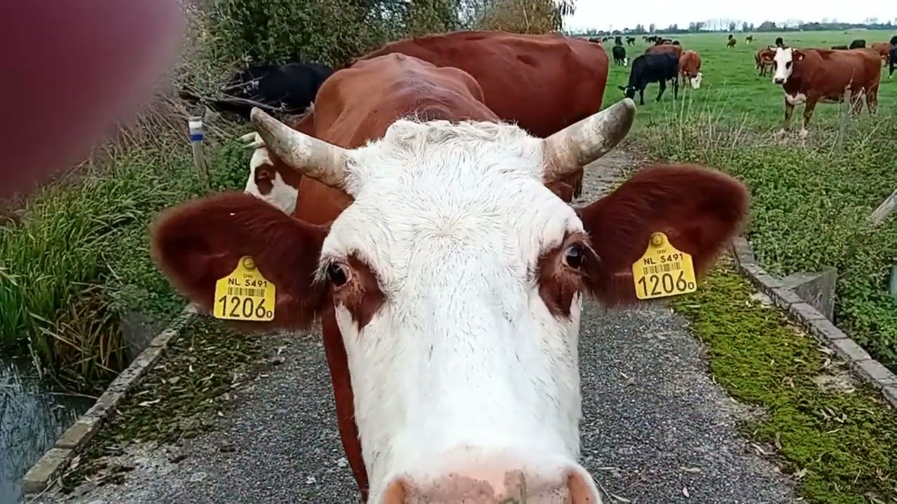 Koeien zo rustig maar wel nieuwsgierig