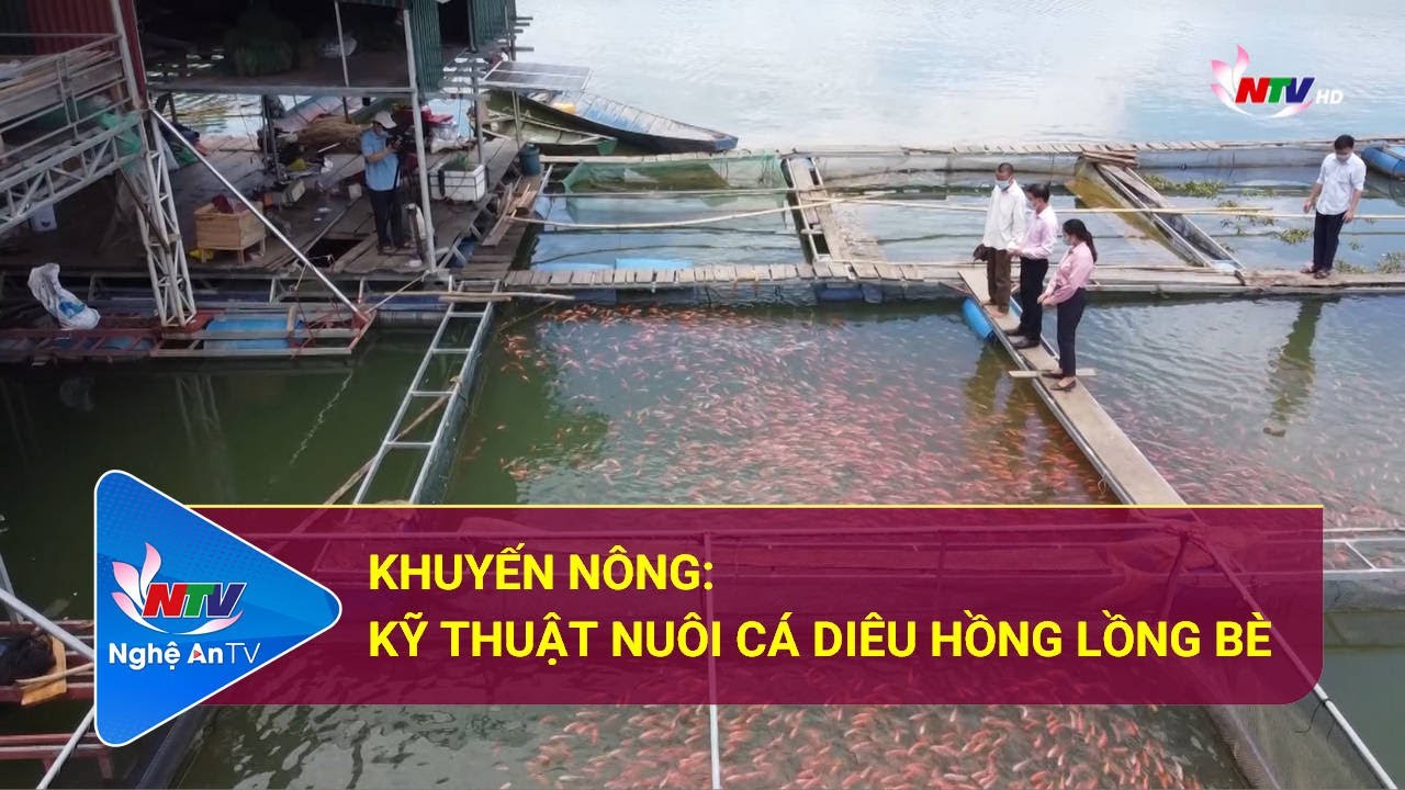 Khuyến nông: Kỹ thuật nuôi cá diêu hồng lồng bè