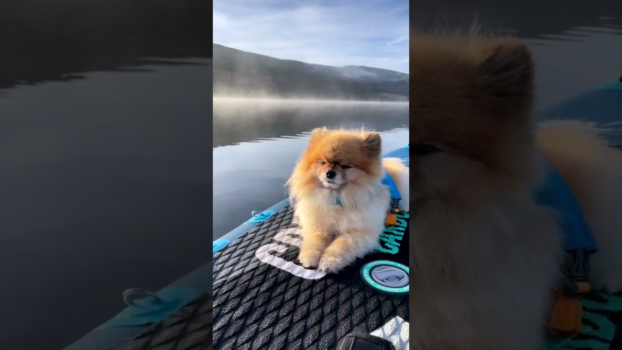 The most zen Pup on a Sup 📹@the.wee.scottish.explorers