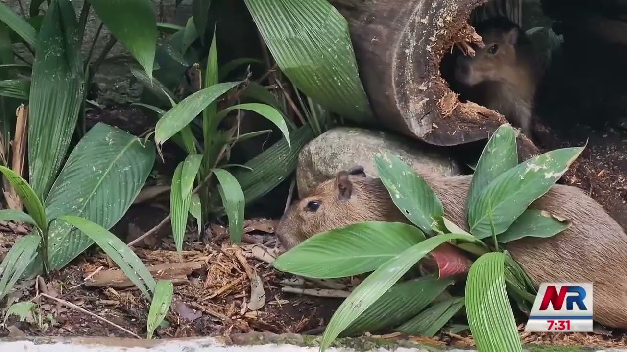 El lado poco conocido del capibara: Peligrosos para cultivos y animales nativos
