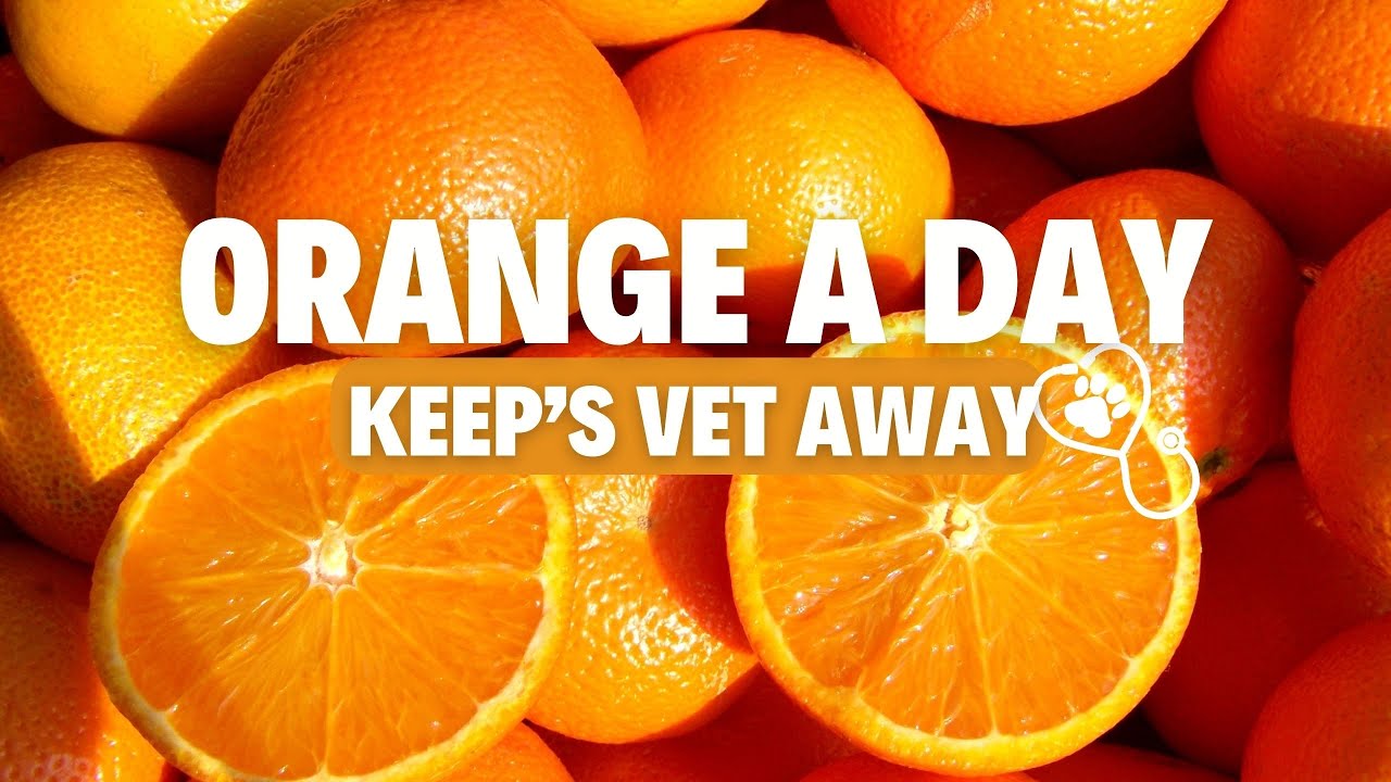 An Orange a Day Keeps the Vet Away! (Vitamin C for Dogs)