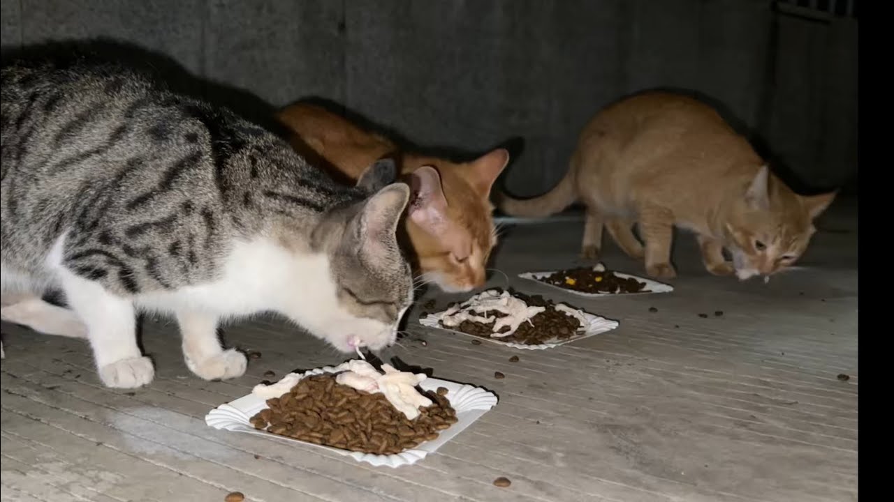 流浪猫是忠诚的朋友，一到晚上就一定要等到你才行