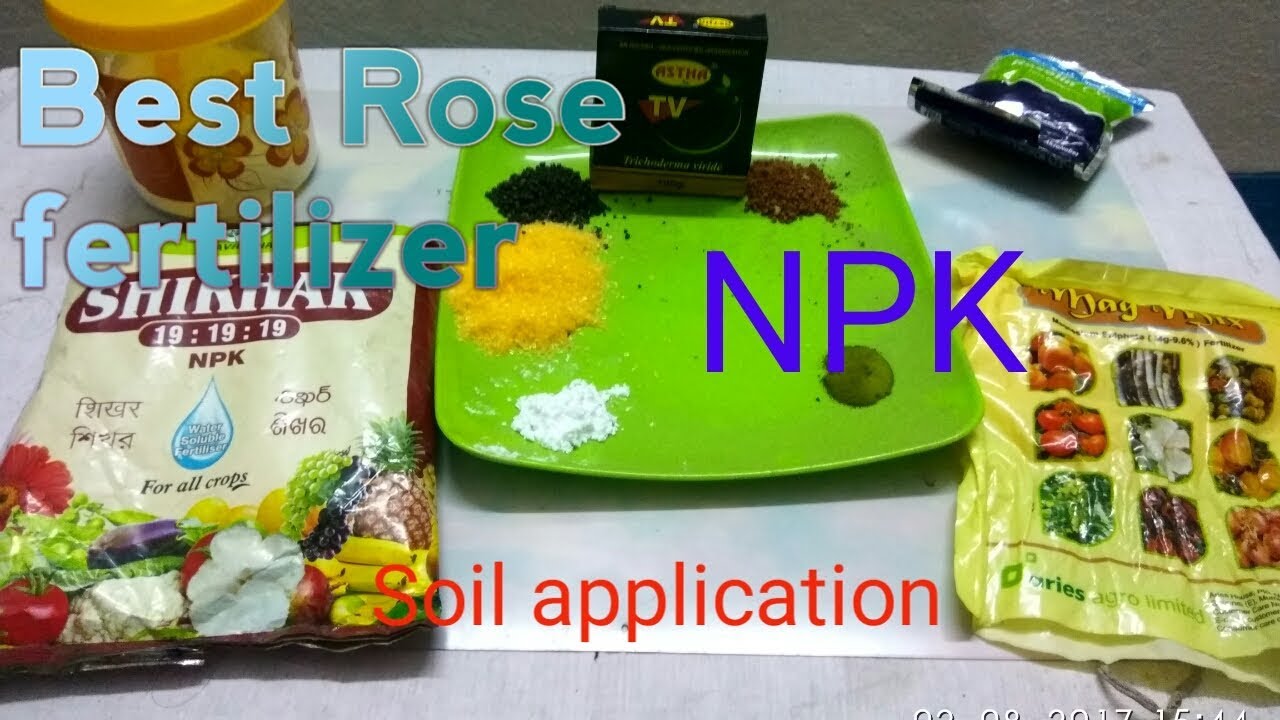 Rose Plants fertilizer.(गुलाब के लियें खाद/গোলাপ ফুলের সার)