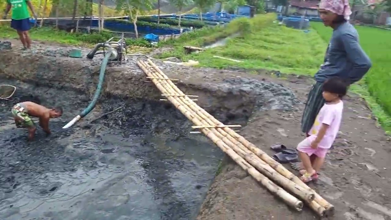 Lagi panen ikan lele...part 1