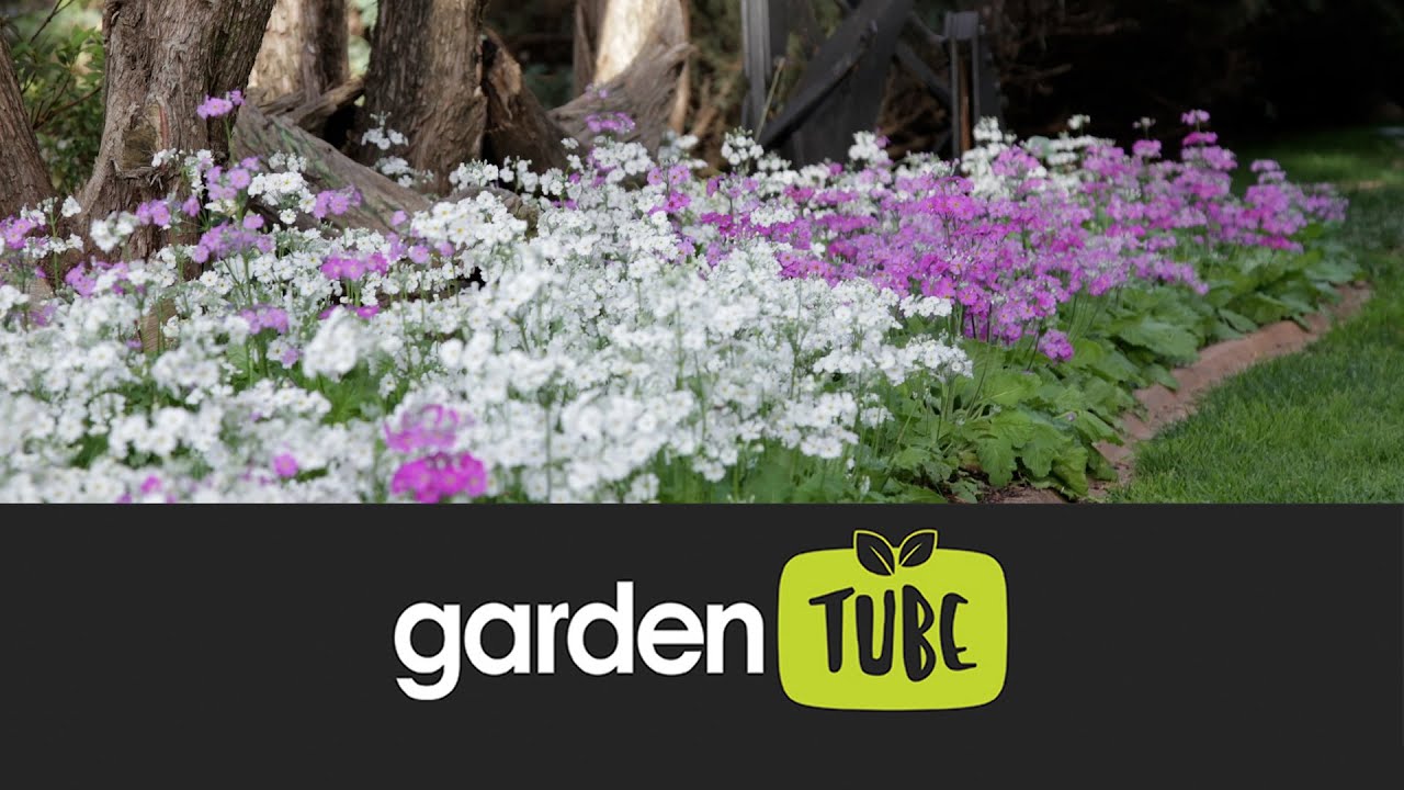 Freddie's Primulas For Winter To Spring Colour