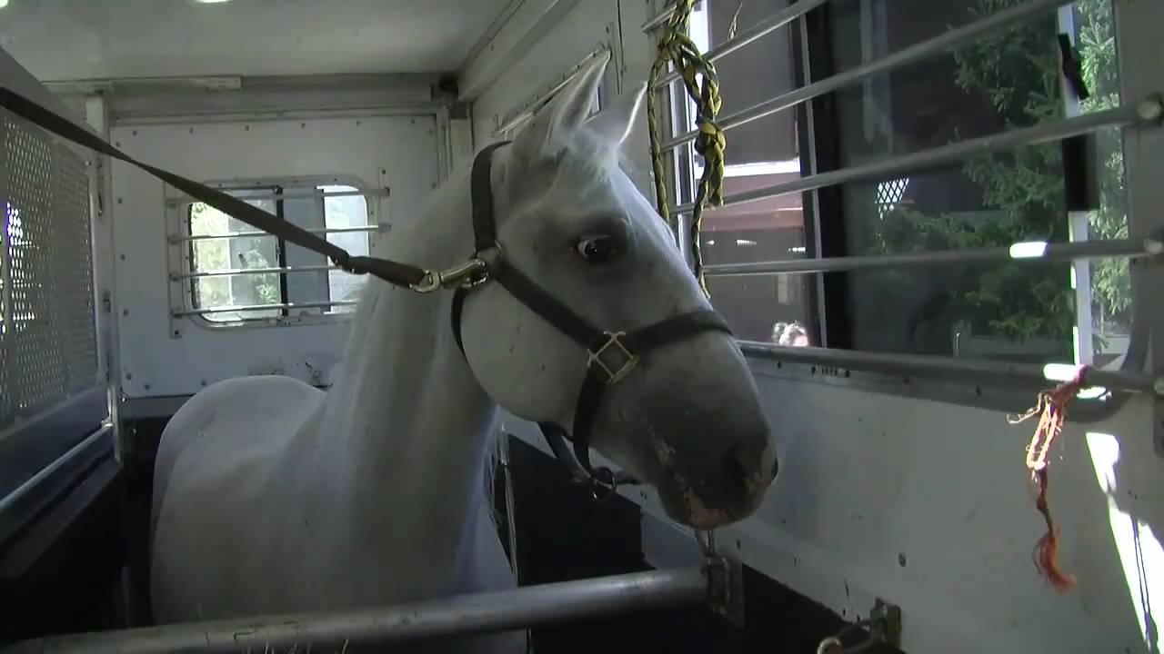 Sarah's Got A New Horse... And It's Not An Icelandic!