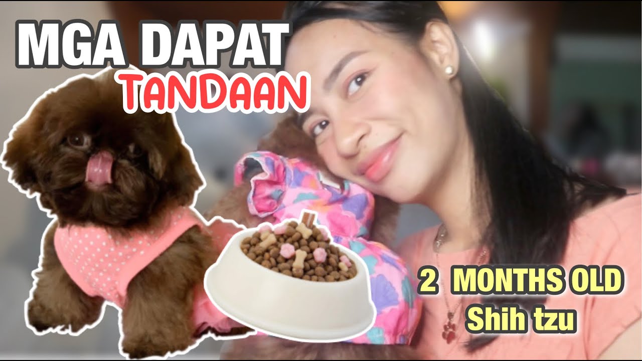 PAANO MAG ALAGA NG 2 MONTHS OLD NG SHIH TZU? ANO ANO ANG MGA KAILANGAN PAGKAKUHA SA KANILA?