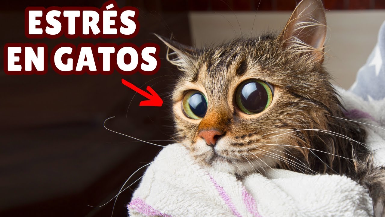 ESTRÉS en GATOS ➡️ Qué lo causa y cómo ayudarles