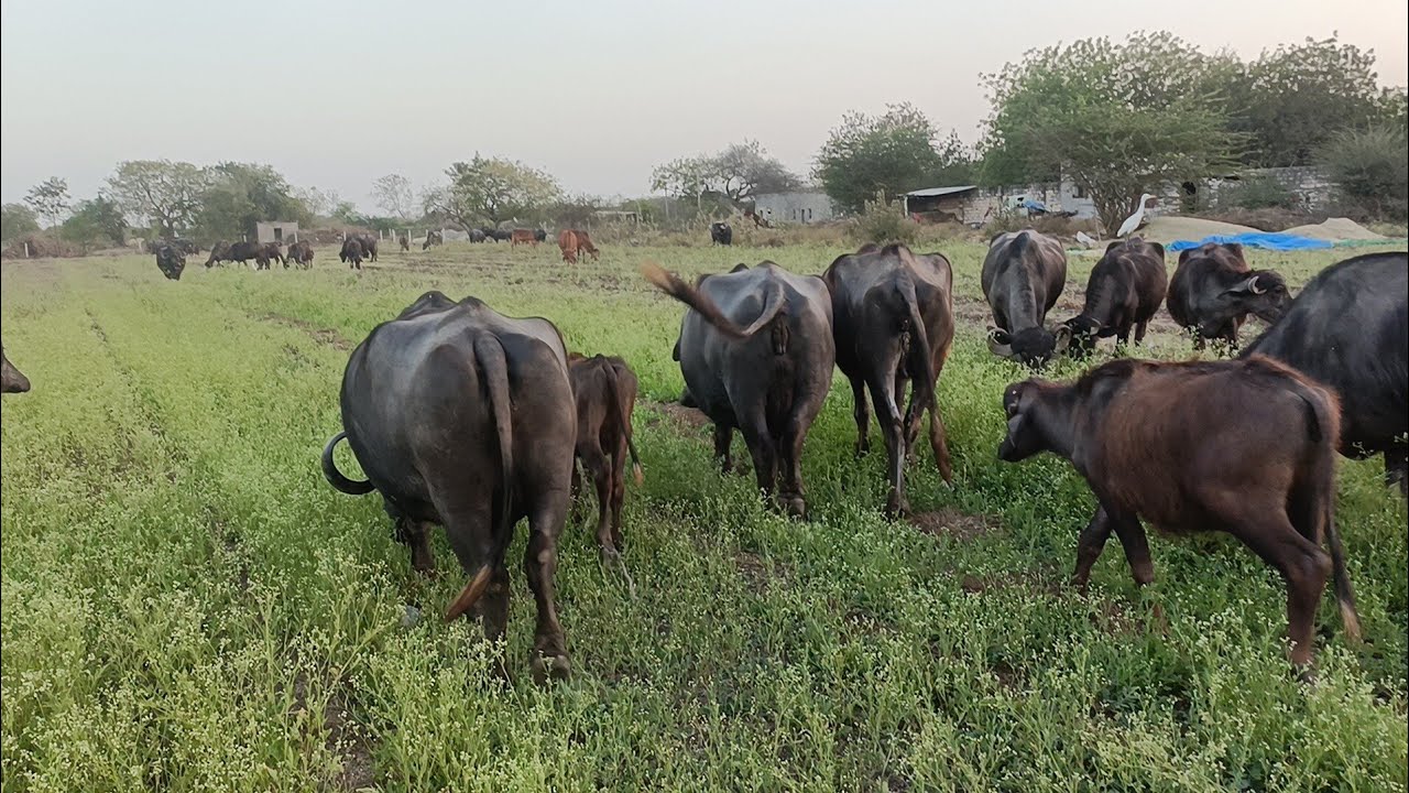 ઉનાળાની સીઝન ની પહેલી ભેલાણ ચારવા જડી ગઈ
