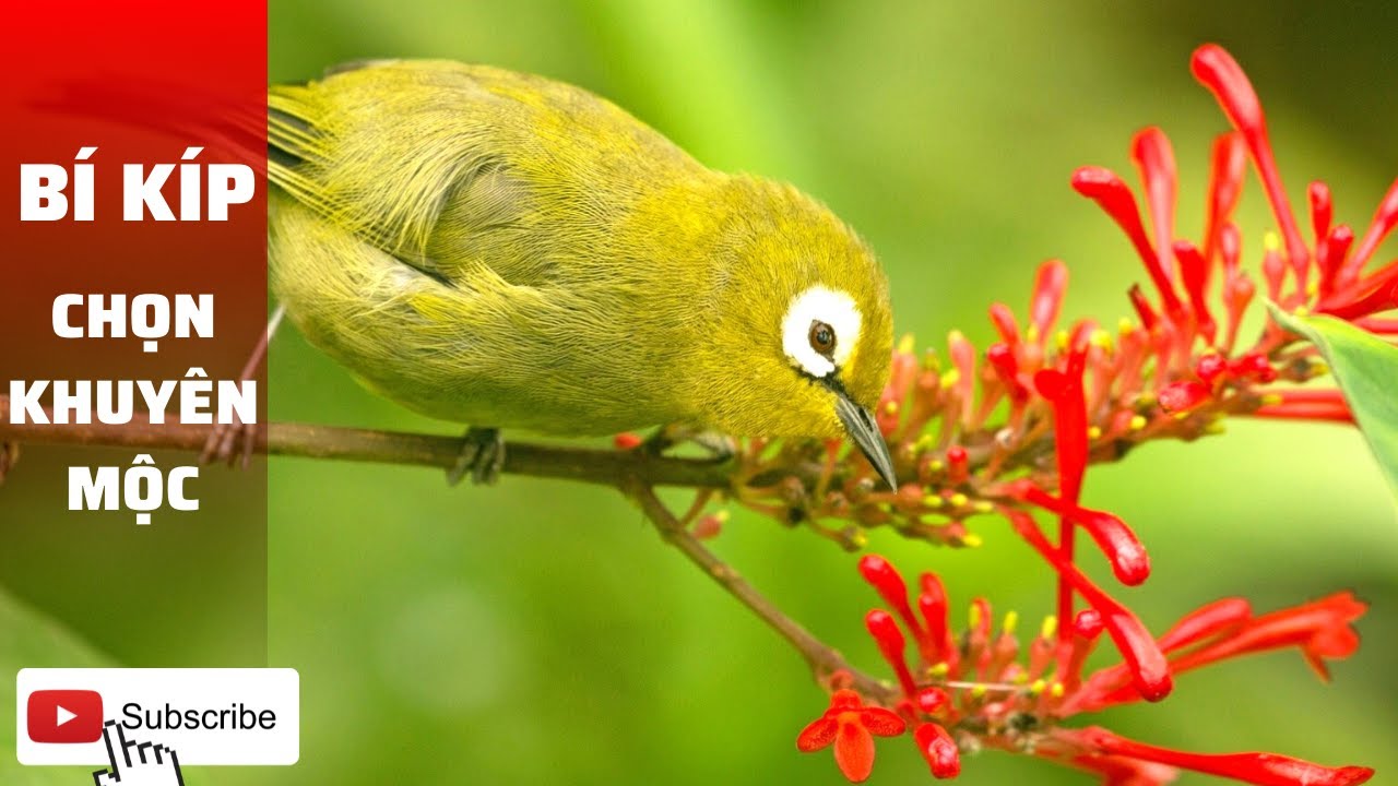 Bí kíp chọn chim vành khuyên mộc chuẩn!