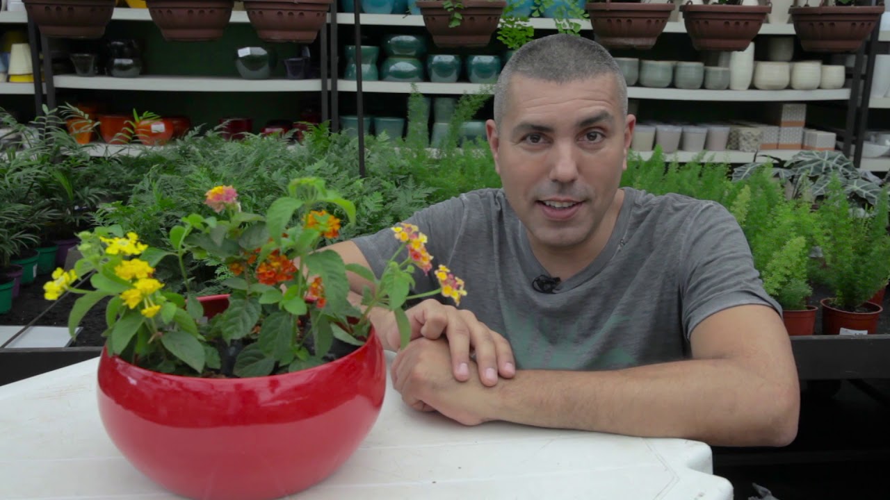 Aprenda como ter flores no jardim o ano todo
