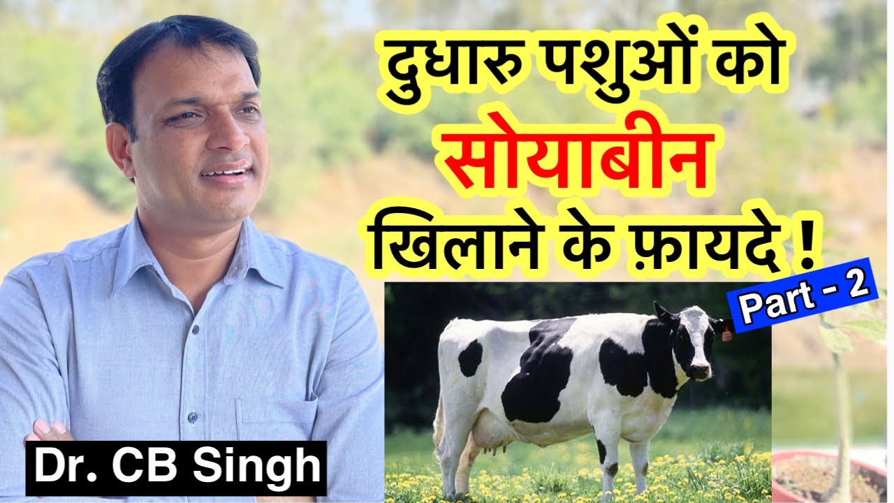 दुधारु पशुओं को सोयाबीन खिलाने के फ़ायदे | Feeding of Dairy Cow | Dairy Ustaad | Dr CB Singh