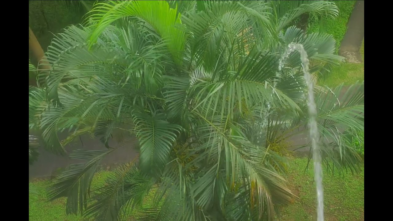 Men peeing out of balcony| Men peeing on palm tree| Pee in nature| Urinating for fertilizer