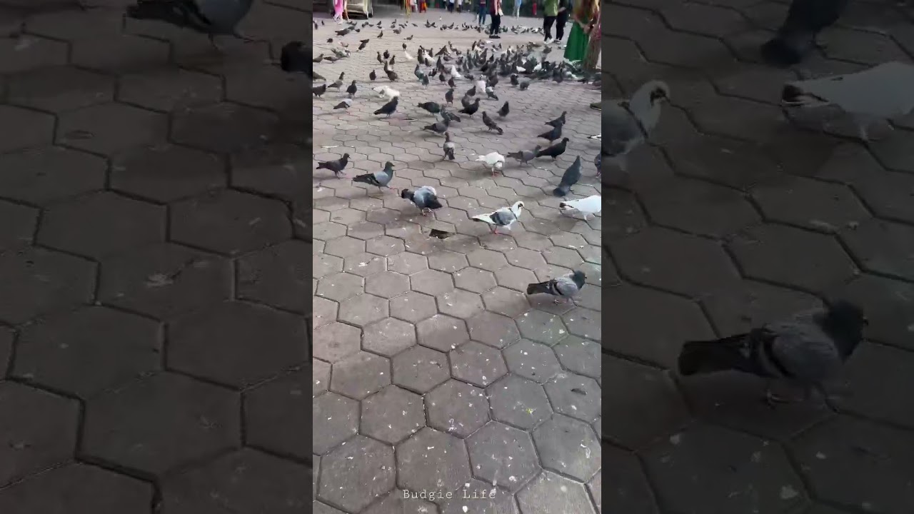 Pigeons flying sound 