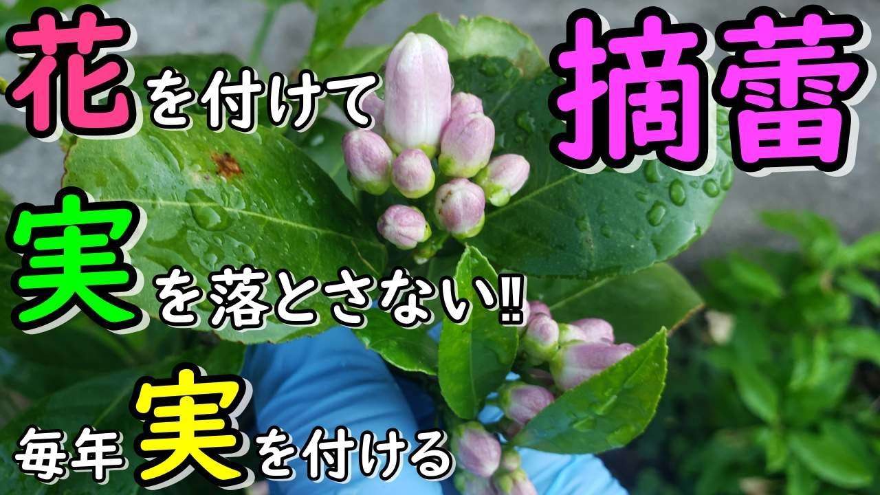 レモン、みかんの不完全花を抑制し実を付けるための摘蕾作業とは（隔年結果を抑制し毎年実を付ける管理）