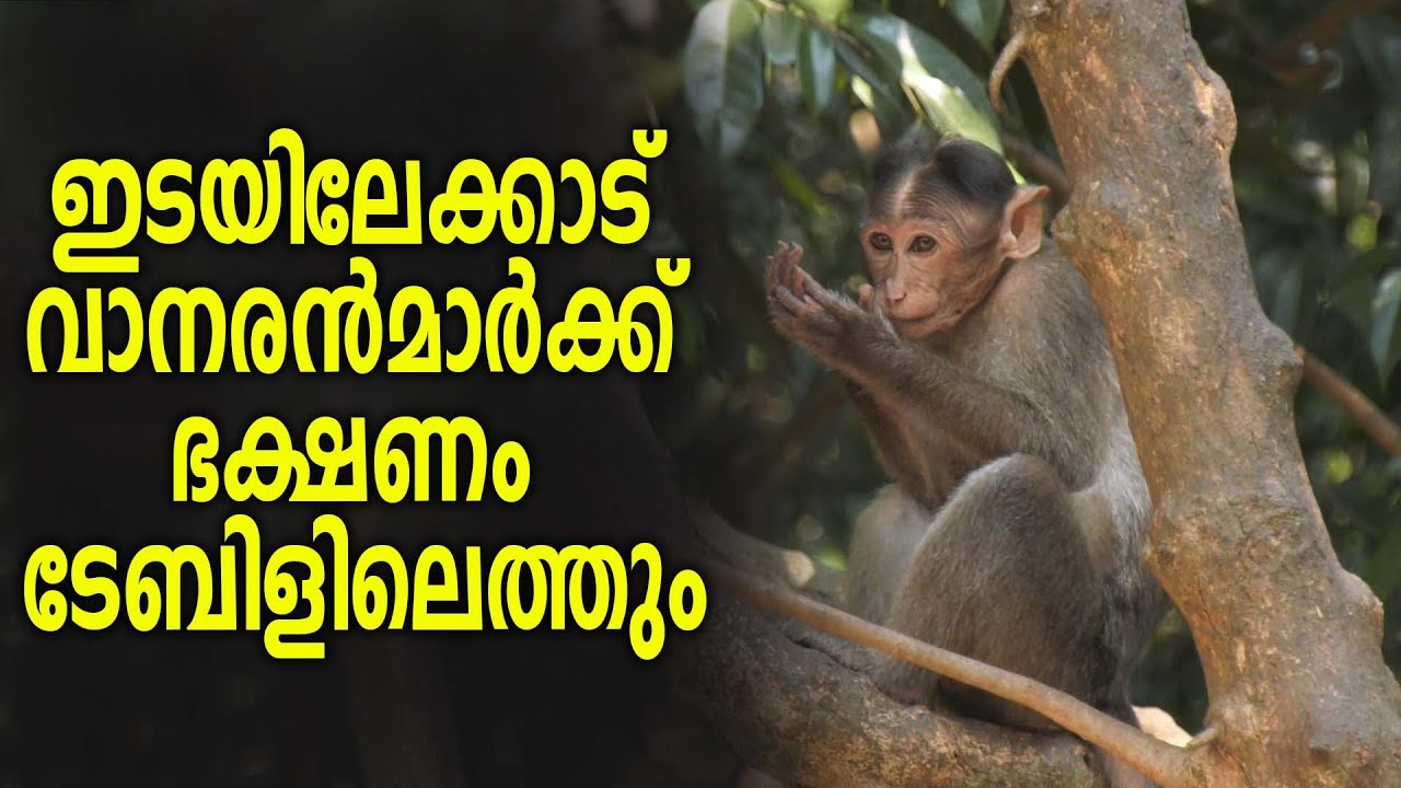 ഇടയിലേക്കാട് വാനരന്&zwj;മാര്&zwj;ക്ക് ഭക്ഷണം ടേബിളിലെത്തും