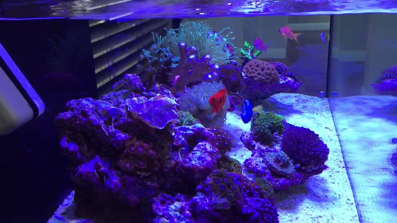 80 gallon rimless reef